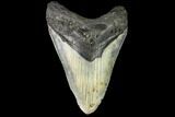 Fossil Megalodon Tooth - North Carolina #109542-1